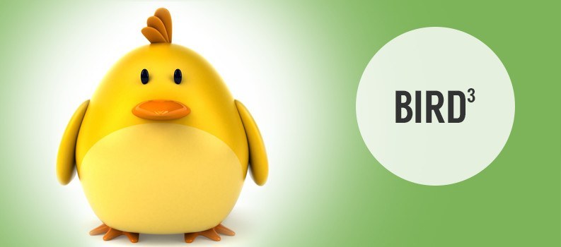 bird