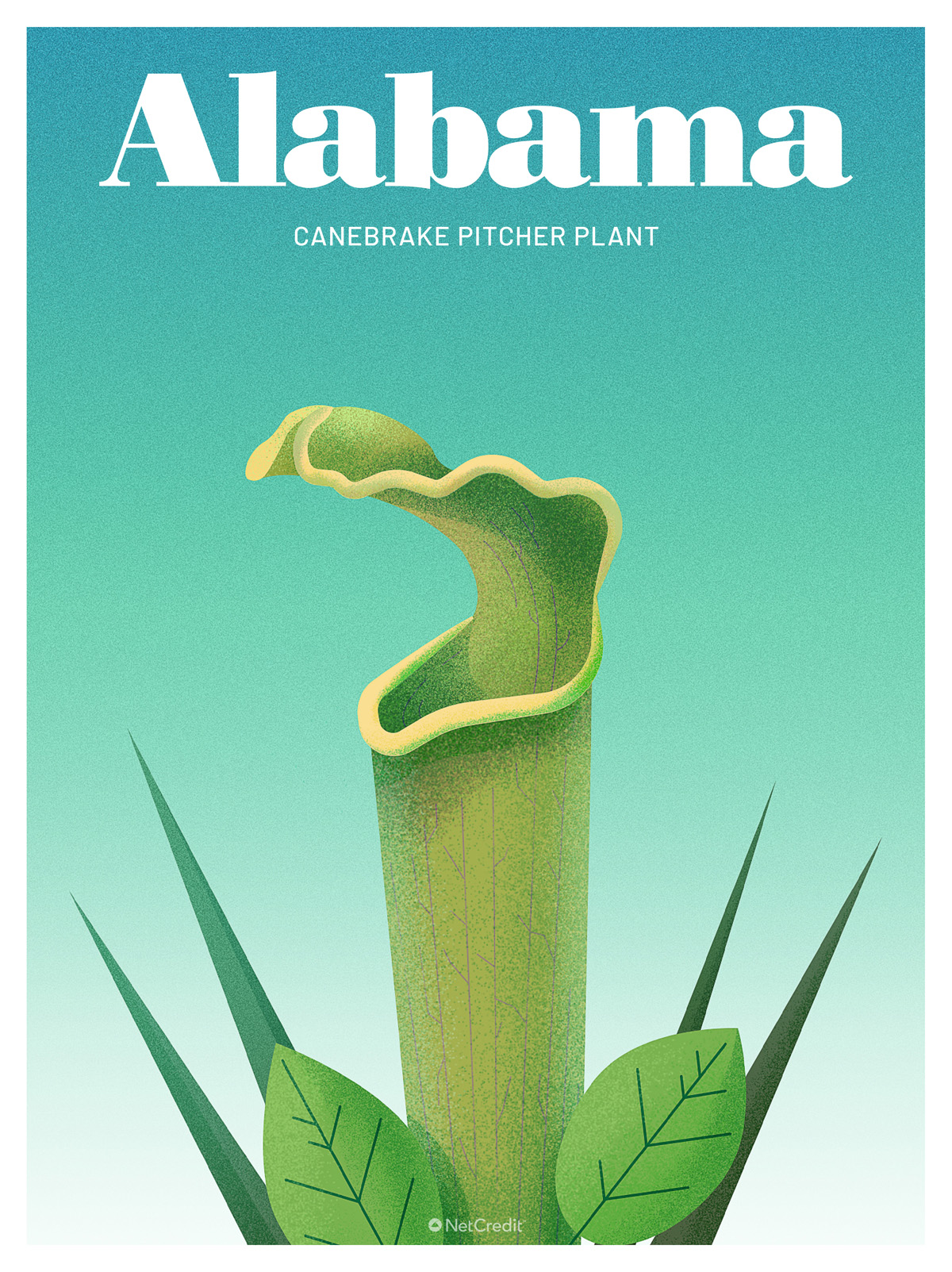 Endangered Plant in Alabama: Canebrake Pitcher Plant