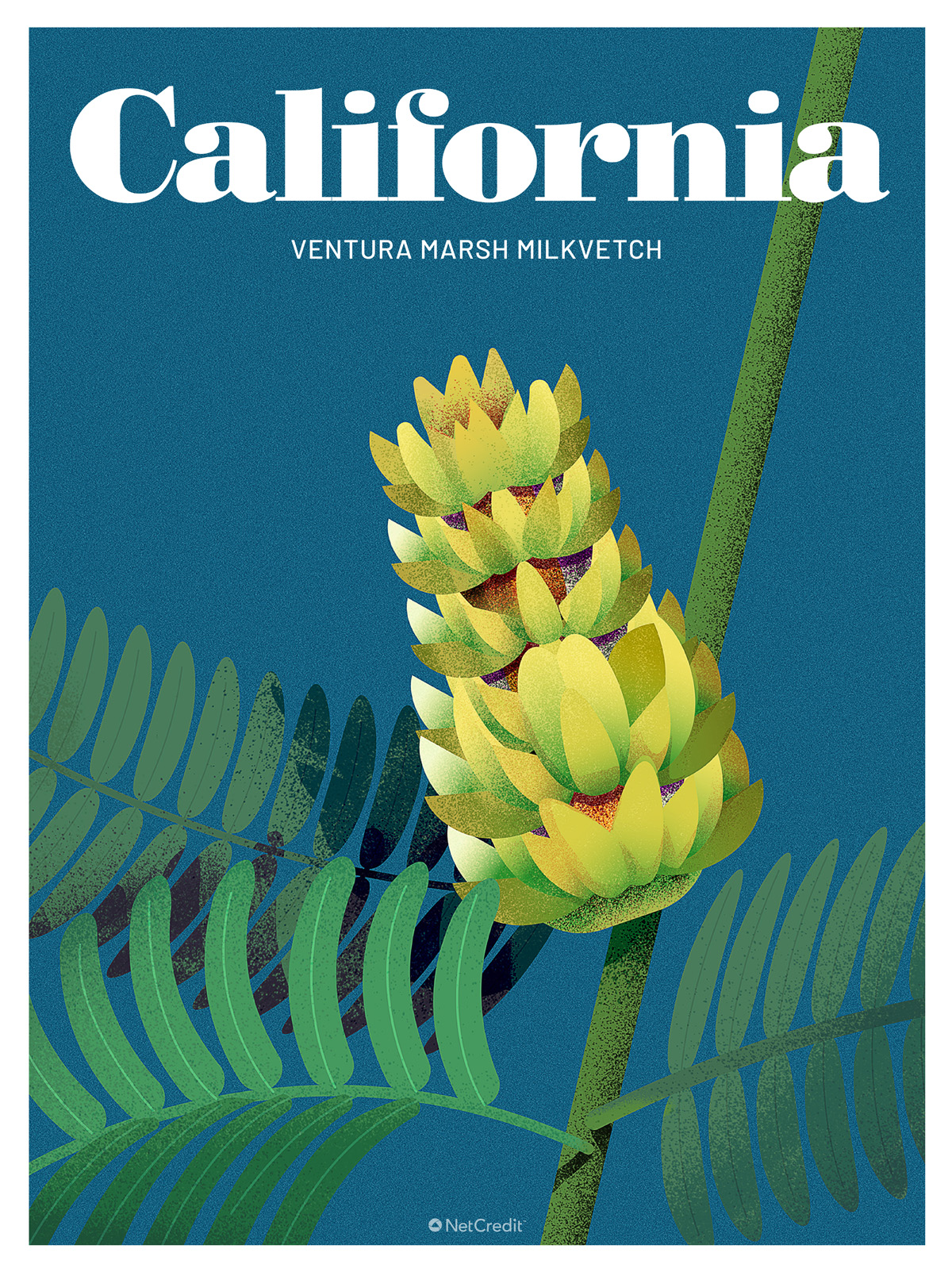 Endangered Plant in California: Ventura Marsh Milkvetch