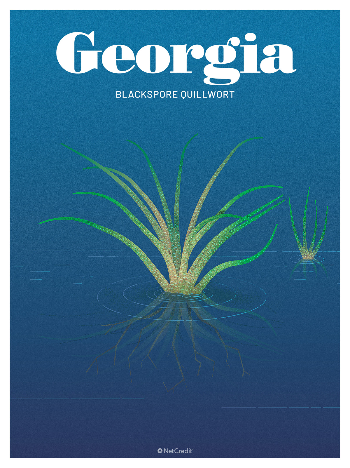 Endangered Plant in Georgia: Blackspore Quillwort