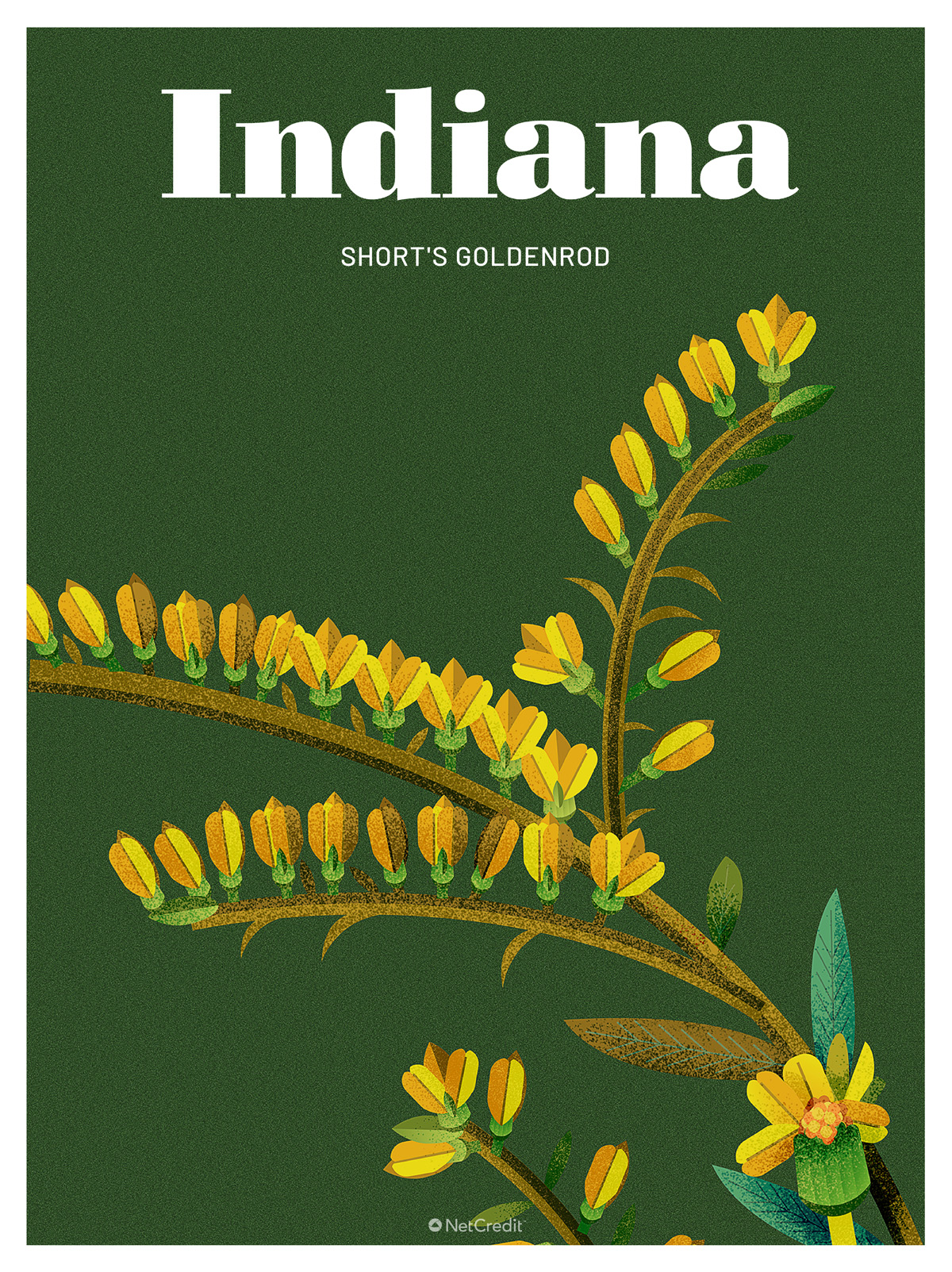 Endangered Plant in Indiana: Short's Goldenrod