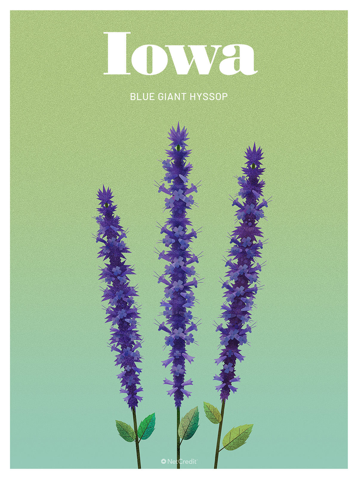 Endangered Plant in Iowa: Blue Giant Hyssop