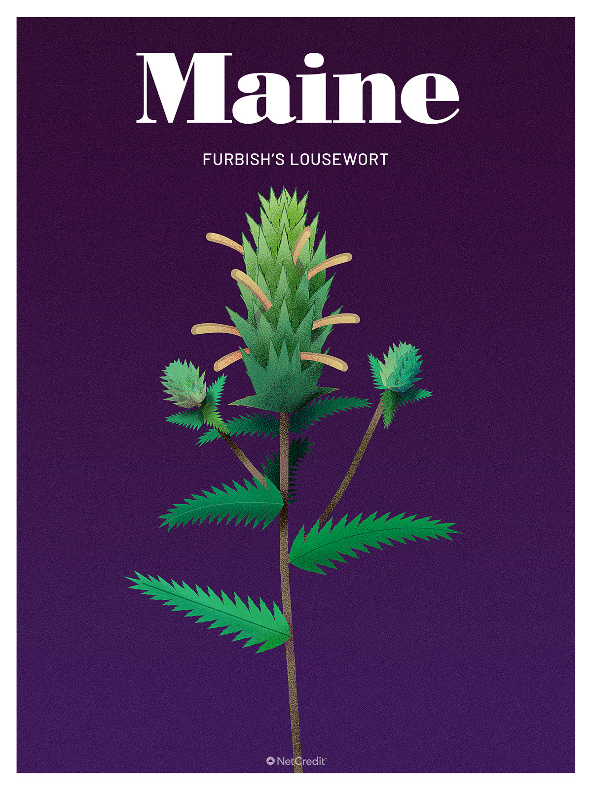 Endangered Plant in Maine: Furbish's Lousewort